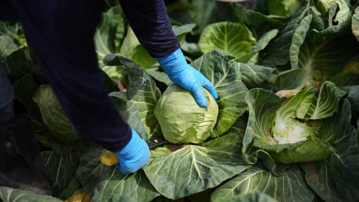 A recipe for avoiding 15 million deaths a year and climate disaster is fixing food, scientists say