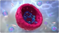Scientists Uncover Molecular 'Passports' That Regulate Cell Nuclei Health News
