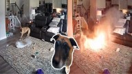 Perro inicia incendio con batería de litio