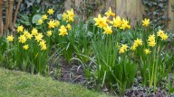 Mini Daffodils Vs. The Classics- Which Is Right For Your Garden?