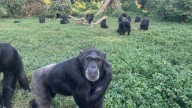Chimpanzees 'think more like humans than previously thought'