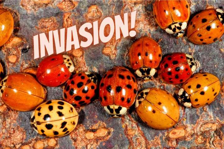 Upstate NYers Those Pesky Insects Aren't Ladybugs