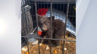 PHOTOS: Bear cub found in dog crate released back into wild