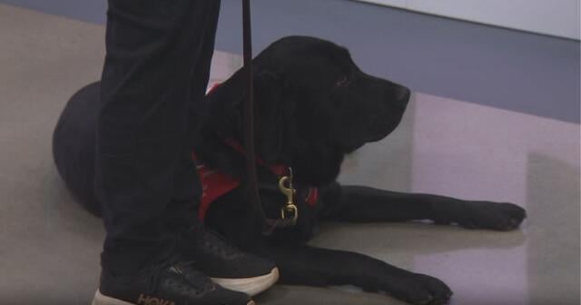 Community Counts: Service Dogs of Virginia