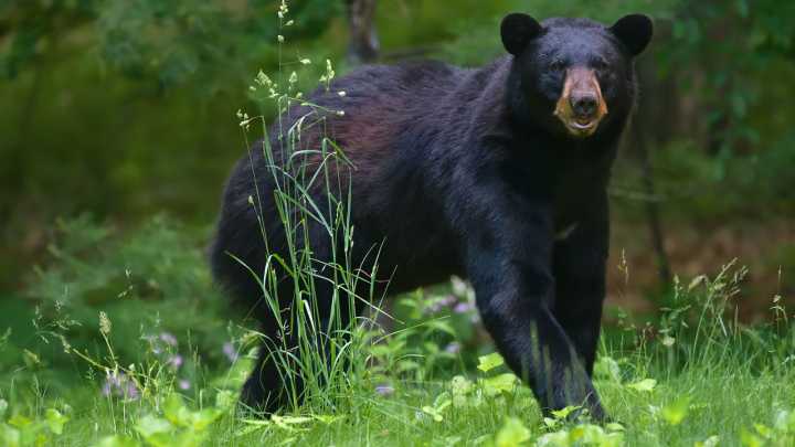The Pungent Hosta Alternative That May Be Attracting Bears To Your Property