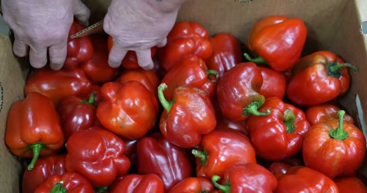 'Disheartening': USDA cuts will cost Colorado $13.1M meant for food banks, schools to help farmers