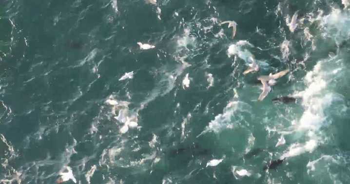 ‘Expensive’ bluefin tuna embarks on feeding frenzy