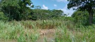 En el Delta Medio retoman los “conucos” tras la bajada del río Orinoco