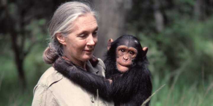Fallece la legendaria etóloga Jane Goodall, a los 91 años La Mensajera de la Paz de la ONU, visitó Colombia en agosto de 2024 y lideró la charla sobre el papel crucial del país en la lucha global cont