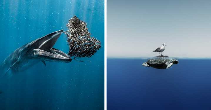 Dive Into 29 Captivating Finalists From The 2024 Ocean Photographer Of The Year