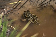 Geothermal project sues federal agencies, says there's no evidence it will drive Nevada toad to extinction