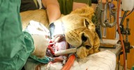 Dentists remove massive infected tooth from rescued lion from Ukraine
