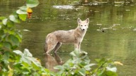 Coyote attacks resident walking dog in Woodcliff Lake