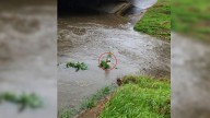 Texas Woman Spots Small Dog Clinging To Reeds In Bayou And Rushes To Save Him