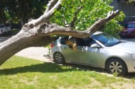 Un árbol cayó sobre un auto en Todd