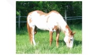 Farmington rallies to find missing beloved horse Doogie