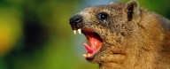 126,000 Years Ago a Mammal Dragged Its Butt And Left a Unique Fossil