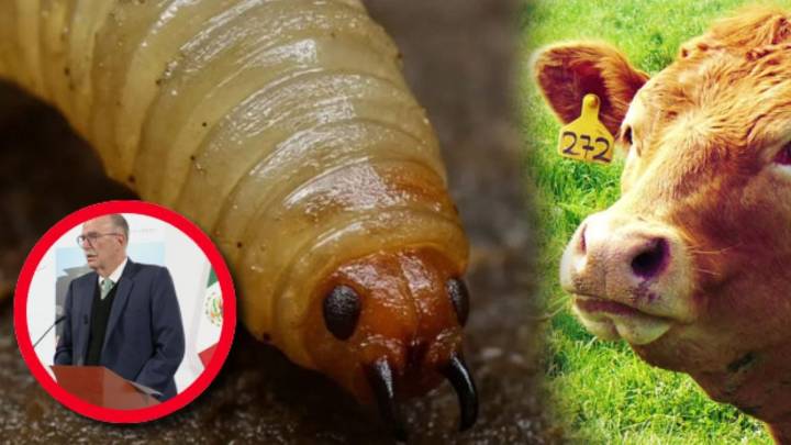 Gusano barrenador: sin fecha de reapertura para comercio de ganado entre México y EU