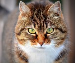 'Cats are over-represented in British adverts' claims Daily Mail