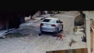 Pide Cuidado Animal dar información sobre agresor de perros