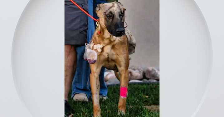 Injured Colorado K9 receives over $60 thousand in donations to cover medical costs