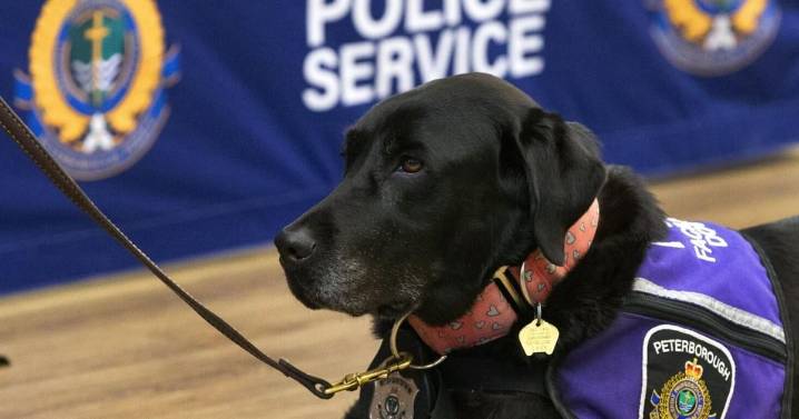 Police to get new facility dog to take over Pixie’s duties