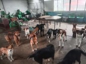 Jauría Mortal en Escuela de Huehuetoca: Detenidos Directora y conserje por homicidio culposo