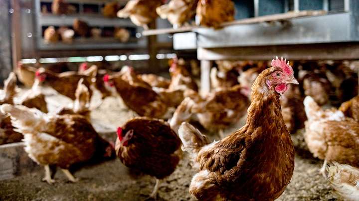 Georgia chicken farm reports bird flu outbreak affecting 140,000 birds