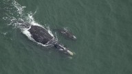 Esperanzadora recuperación de una de las ballenas más amenazadas del Atlántico: quedan 384 ejemplares