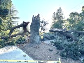 Heritage Oak That Watched Over Generations Falls In Pleasant Hill