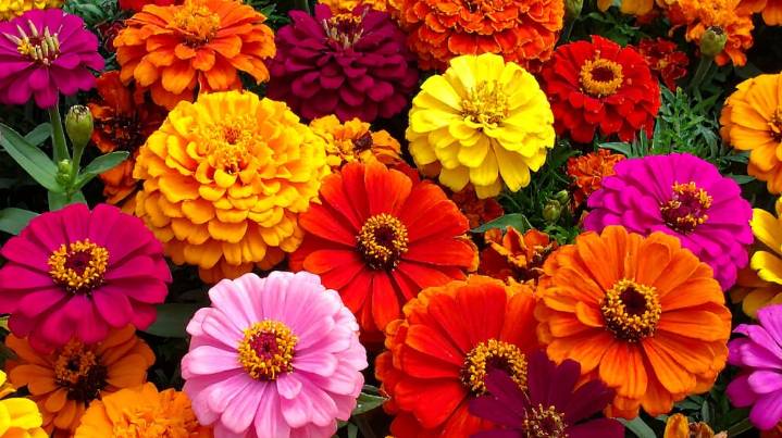 Las tres plantas ideales para sembrar en noviembre y llenar de color tu jardín en verano