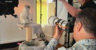 How a wildlife photographer found one his biggest challenges with house cats