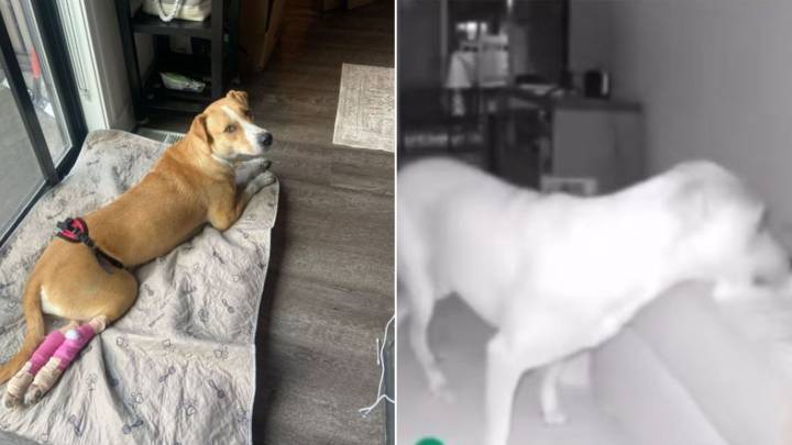 Minnesota Owner Checks Security Cam Footage, What Her Paralyzed Dog Does Leaves Her Speechless