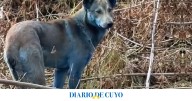 Alerta en Chernobyl: encontraron perros con pelaje azul cerca de la planta nuclear