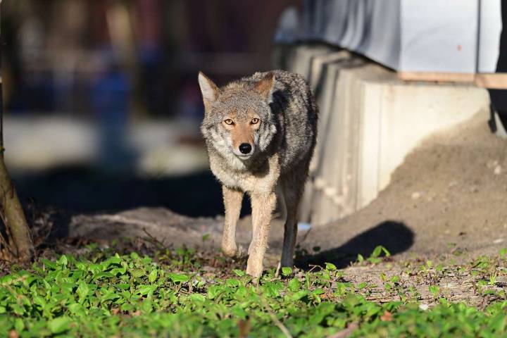 Housekeeper Attacked by Coyote While Out with Family Dog