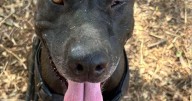 Desfile de esperanza en FAN Mallorca Shopping: varios perros de Son Reus buscan un hogar definitivo
