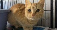 PETS OF THE WEEK: Blue and Jania