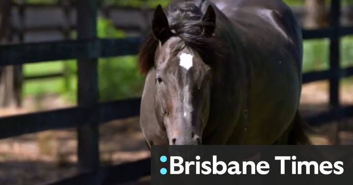 Two-time Cox Plate winner dies
