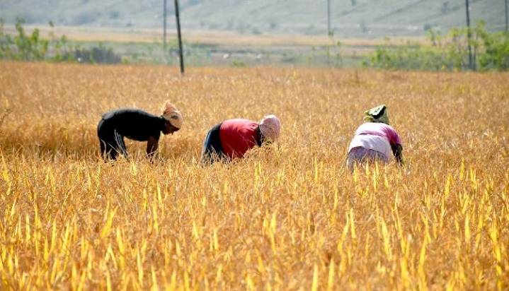 Bengal To Begin Paddy Procurement From Nov 1; Payments Directly To Farmers’ Accounts