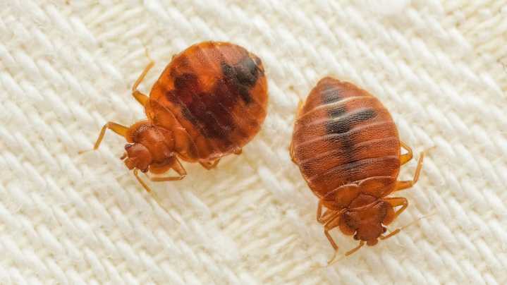 How To Prevent Bedbugs From Work From Showing Up In Your Home