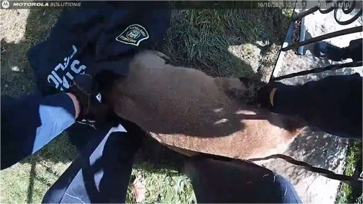Watch a deer trapped in a Jackson-area iron fence be freed by police