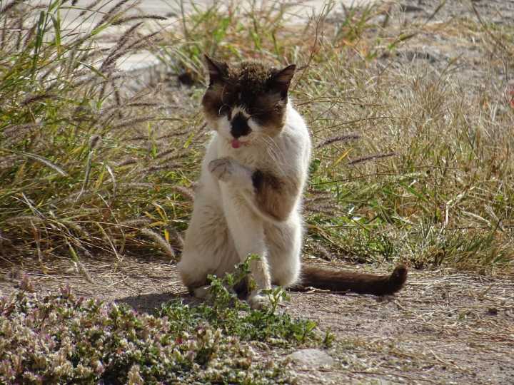 Incrementa envenenamiento de gatos en más de 10 colonias de León