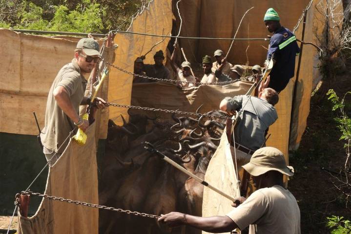 Reviving this African game reserve meant catching and transporting hundreds of wild animals