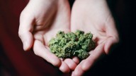 Mumbai Airport Customs Bust Hydroponic Weed Smuggling Worth ₹7.86 Crore