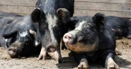 Pork producers to donate over 9,500 pounds of meat to Iowa food banks