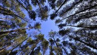 City of Melville called on to increase penalties for damaging or removing verge trees
