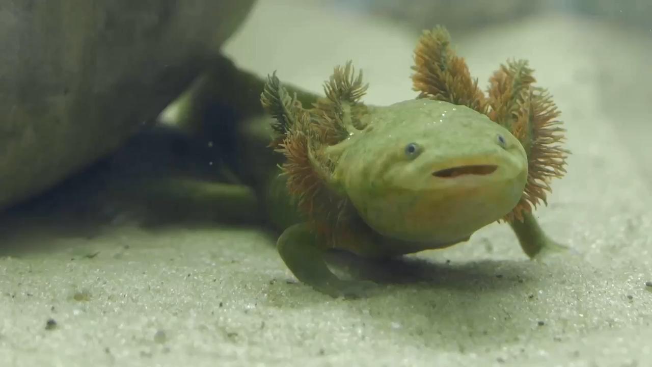 Scientists test tiny ID chips to help conserve critically endangered Mexican salamanders