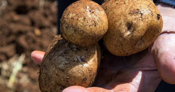 COMMENT: Spitting chips over multinational's threat on imports