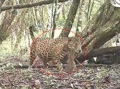 VIDEO: Captan a jaguar ‘embarazada’ en Campeche; una esperanza para la especie amenazada