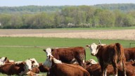 Why are beef prices going up? What to know as politicians beef over cattle production